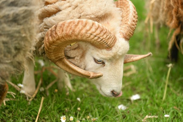 Pied-de-mouton : reconnaître, préparer et cuisiner ce champignon sauvage